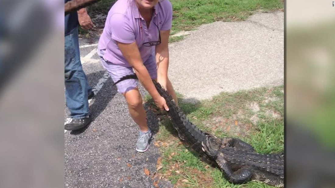 800-pound gator caught on camera - CNN Video