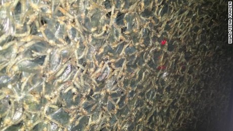 Weather radar detects swarm of bugs - CNN