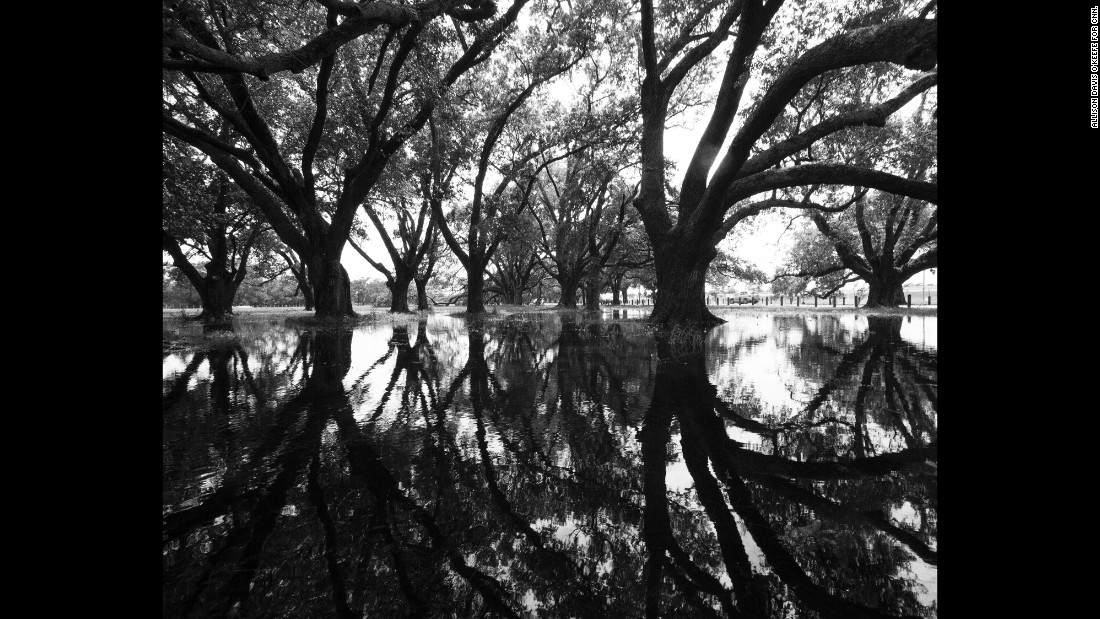 City Park in New Orleans is one of the nation&#39;s oldest urban parks. The park lost more than 2,000 trees in the wake of Katrina.