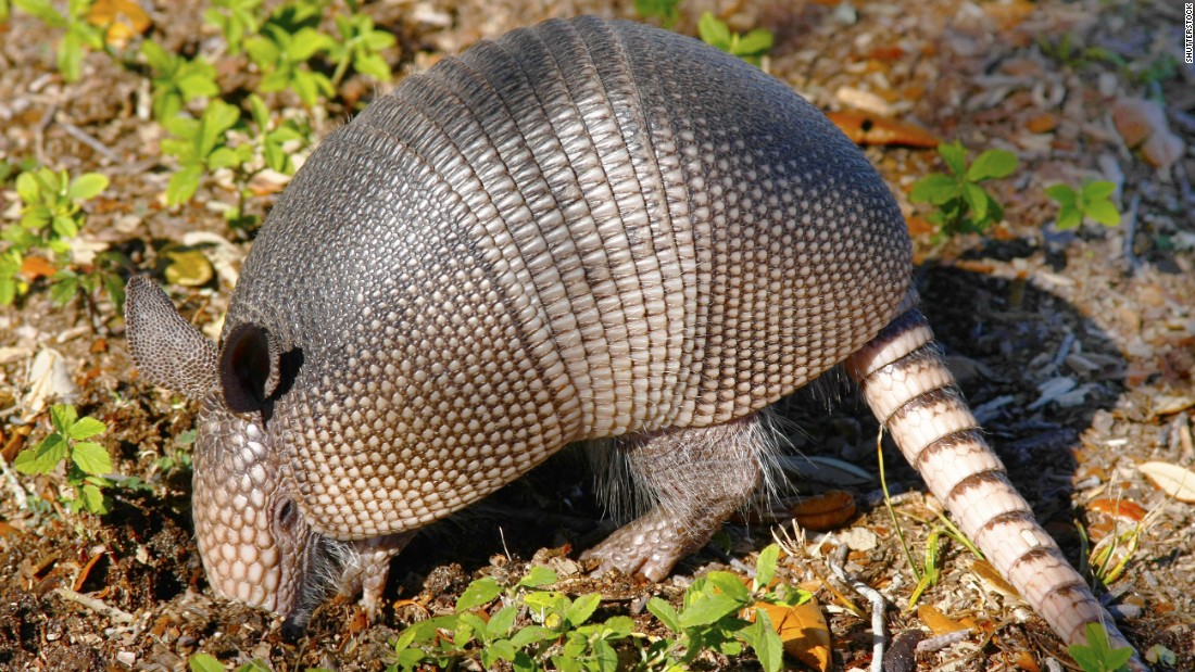 Armadillo