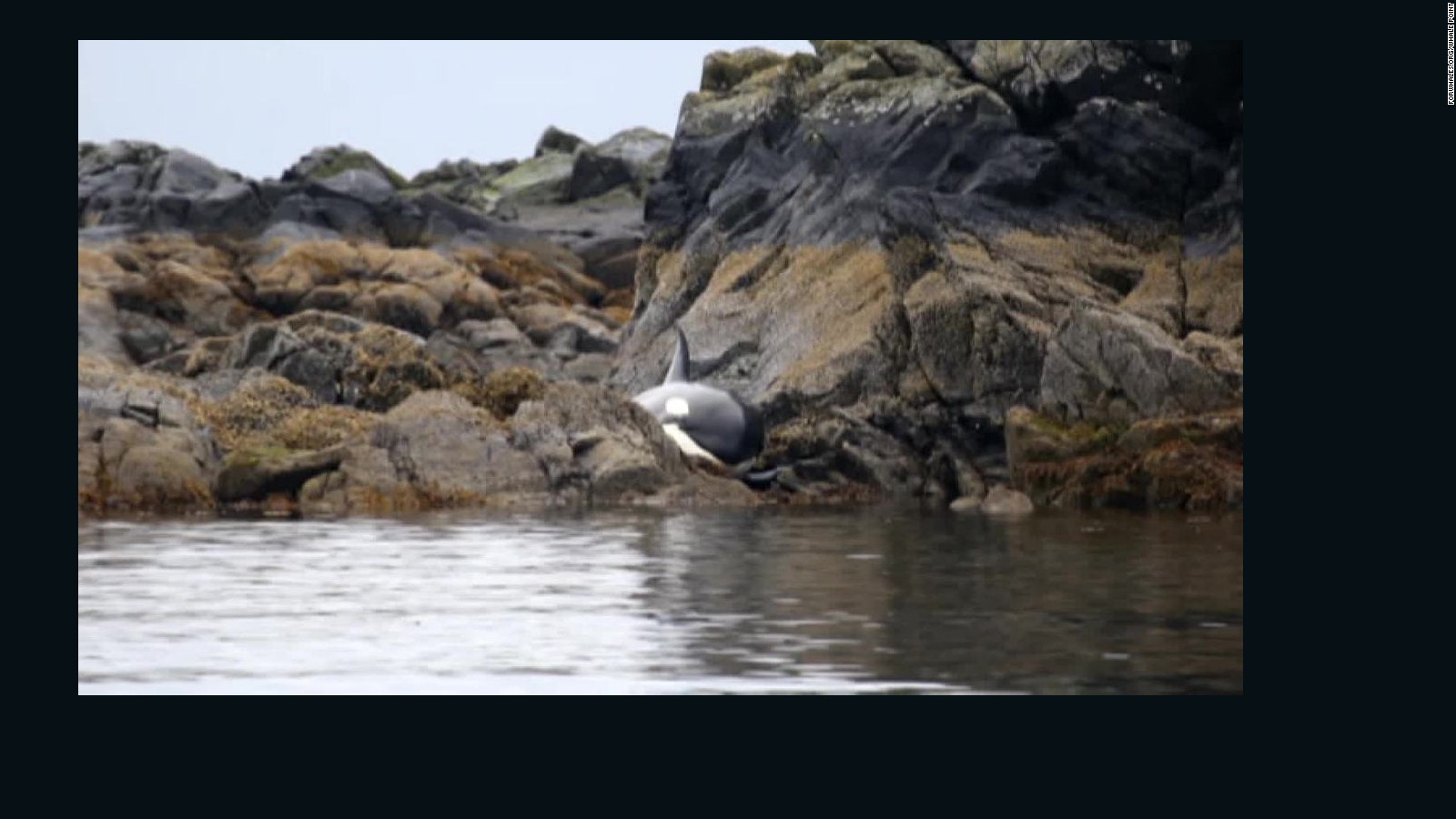 Killer whale's disastrous choice while hunting seals - CNN Video