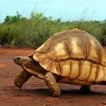ploughshare tortoise field