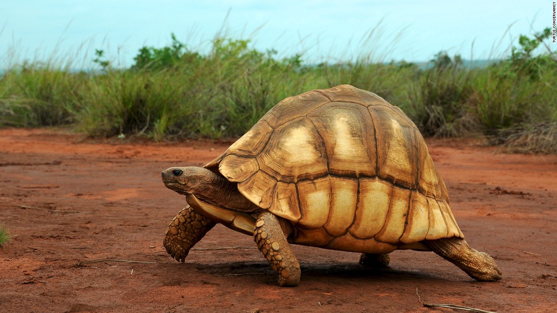 Found only in the forests of northwestern Madagascar, off the east coast of Africa, the ploughshare tortoise has been taken to the brink of extinction by habitat loss, consumption for food, and the pet trade.