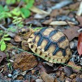 ploughshare small tortoise