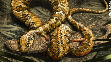 150727190253-four-legged-snake-large-169.png