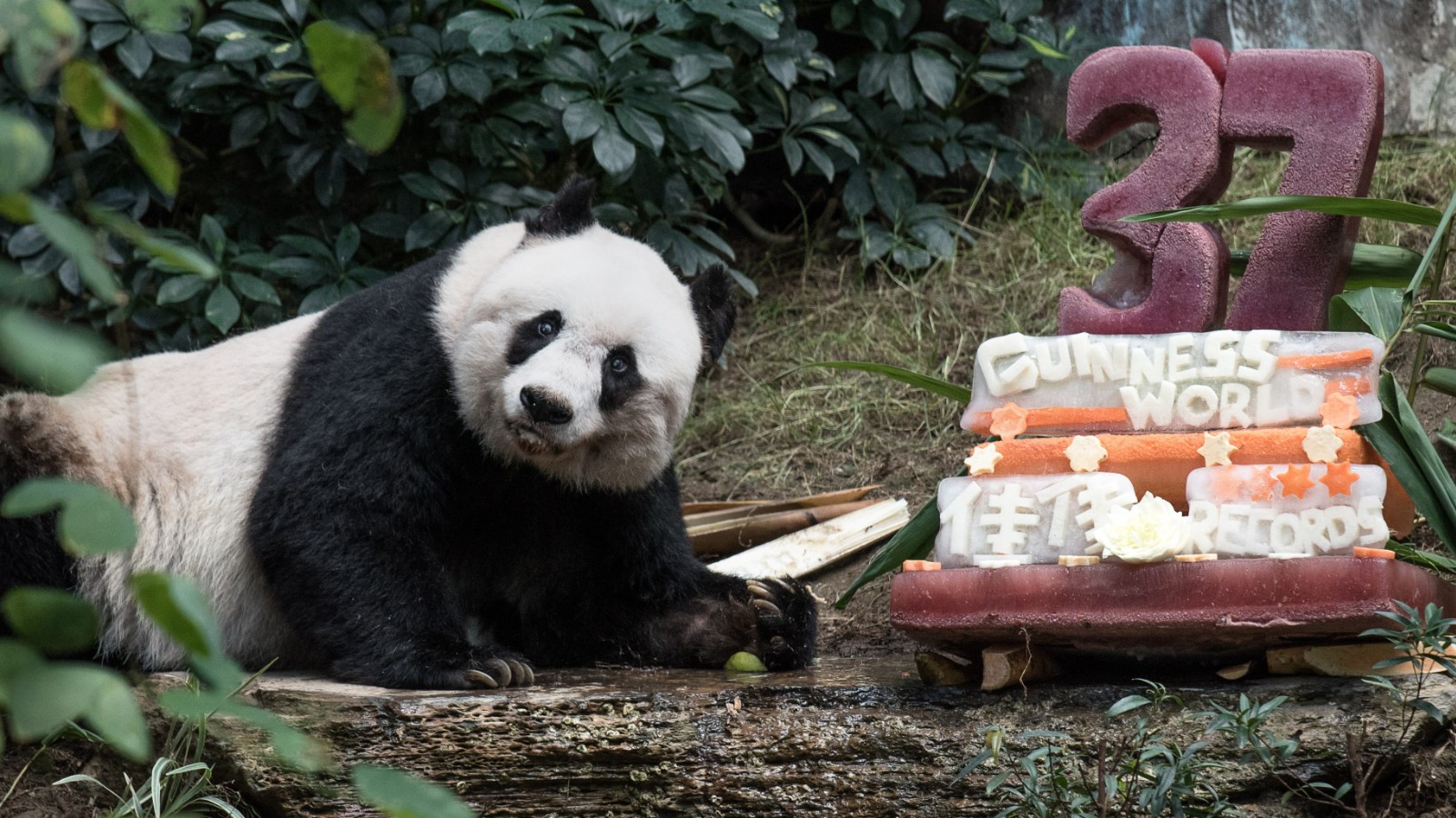 2015 Oldest Ever Giant Panda In Captivity Cnn Video 1348