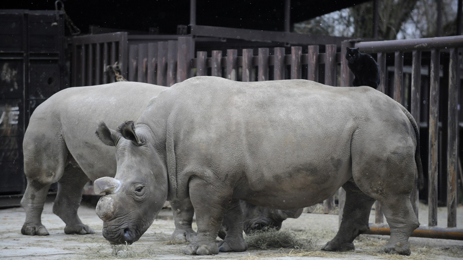 northern white rhinoceros 2022