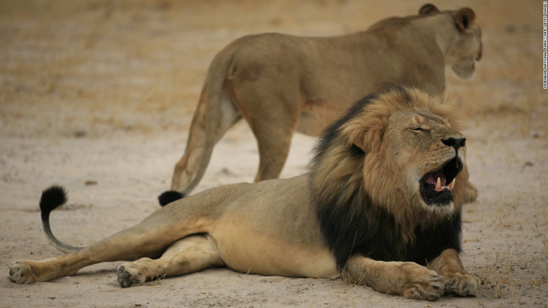 Cecil the lion probably never knew how beloved he was. The Zimbabwean lion, who was killed on a hunt in early July, was a popular attraction among visitors to Hwange National Park thanks to his status in some studies run by Oxford University scientists. Now, he&#39;s world-famous -- and&lt;a href=&quot;http://www.cnn.com/2015/07/29/africa/zimbabwe-cecil-the-lion-killed/index.html&quot;&gt; the men accused of killing him are in legal trouble&lt;/a&gt;. 
