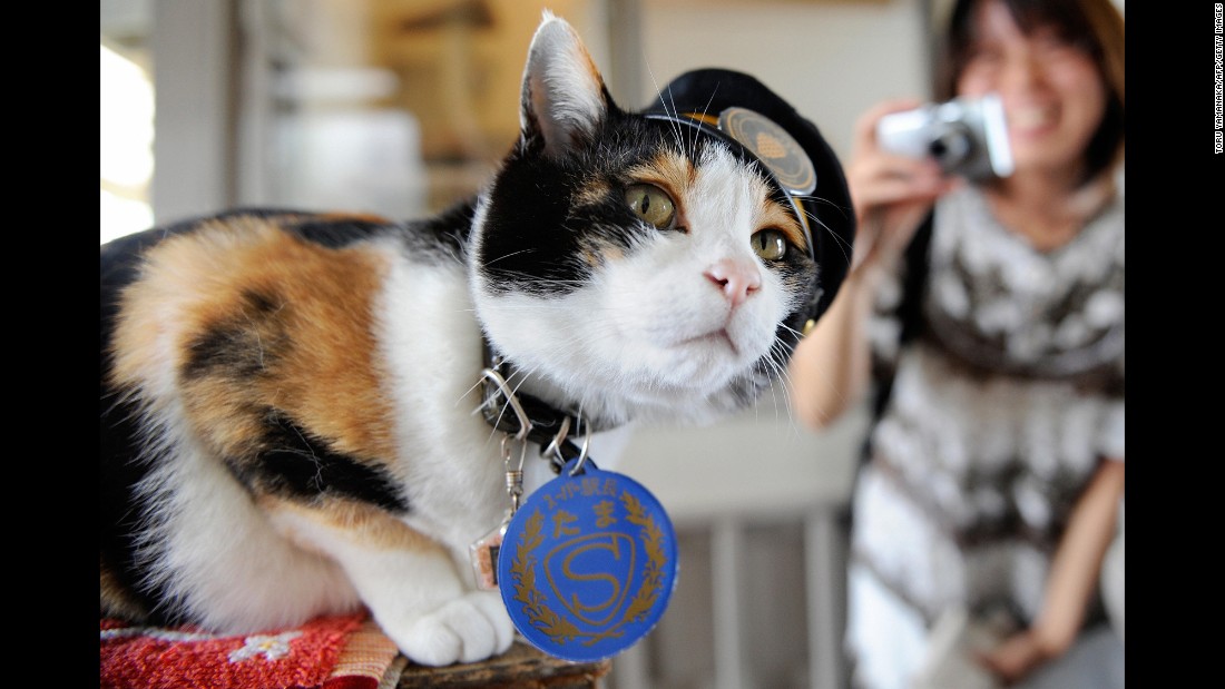 Tama, a Japanese cat, became celebrated as the friendly stationmaster of the Kishi rail station in Kinokawa -- part of a railway line that she helped save from shutting down, thanks to her popularity, which brought in millions of dollars. Tama died June 22. She was 16. Her funeral &lt;a href=&quot;http://www.theguardian.com/world/2015/jun/29/tama-the-cat-3000-attend-elaborate-funeral-for-japans-feline-stationmaster&quot; target=&quot;_blank&quot;&gt;was attended by 3,000 people&lt;/a&gt;.