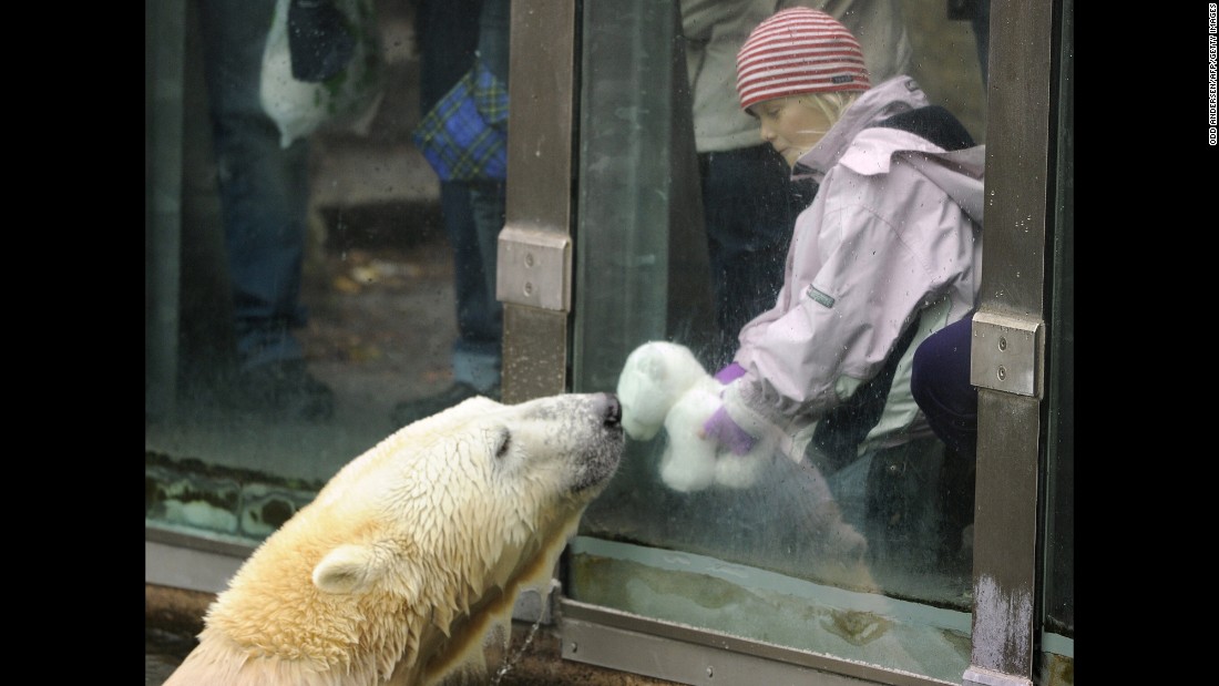 Knut the polar bear was a star at the Berlin Zoo despite a rough start in life. As a cub, he was abandoned by his mother, but a zookeeper hand-raised him to adulthood. &lt;a href=&quot;http://www.cnn.com/2011/WORLD/europe/03/21/germany.knut.dies/&quot;&gt;His death of encephalitis in 2011&lt;/a&gt;, when he was 4, shocked fans. &quot;Knut was something very special,&quot; said a zoo board member.