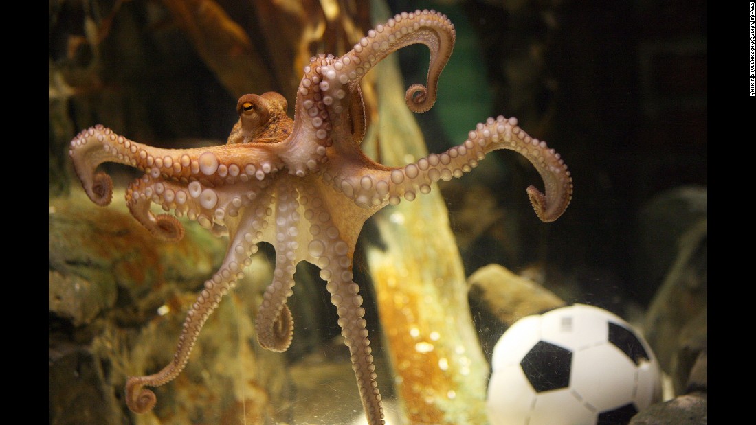 It&#39;s not often that an octopus becomes widely admired, but when you can pick World Cup winners, you can write your own ticket. Paul the octopus, a resident of the Sea Life Centre in Oberhausen, Germany, correctly predicted the winner of every German match in the 2010 World Cup -- and then &lt;a href=&quot;http://www.cnn.com/2010/WORLD/europe/07/13/germany.paul.the.octopus/&quot;&gt;nailed the final, too&lt;/a&gt;. He &lt;a href=&quot;http://edition.cnn.com/2010/SPORT/10/26/germany.paul.octopus.death/&quot;&gt;died of natural causes&lt;/a&gt; a few months later. 
