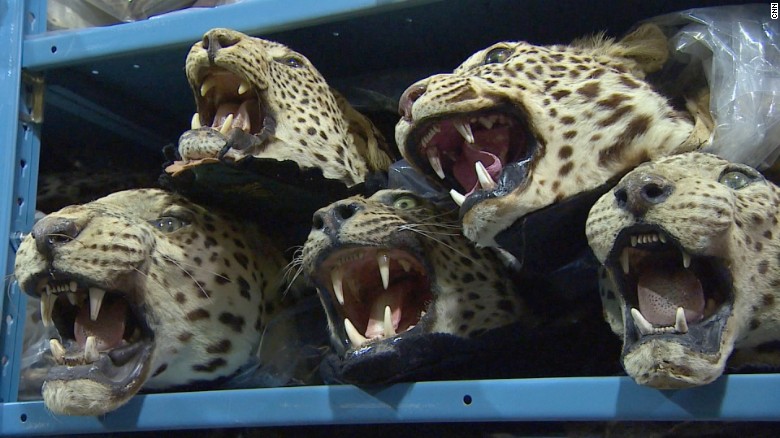 Gov. warehouse holds illegally trafficked wildlife - CNN