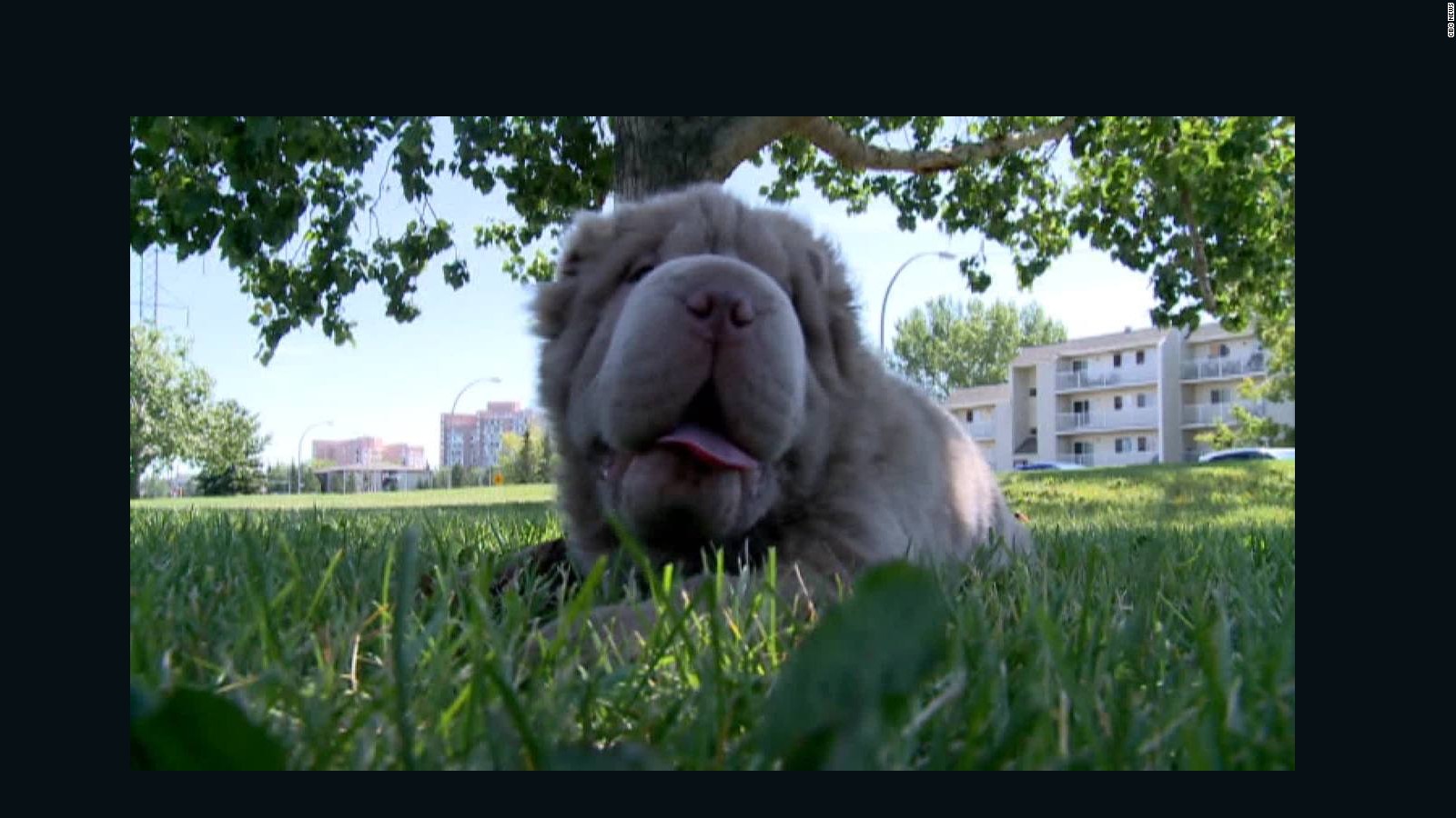 tonkey dog