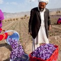 saffron afghanistan