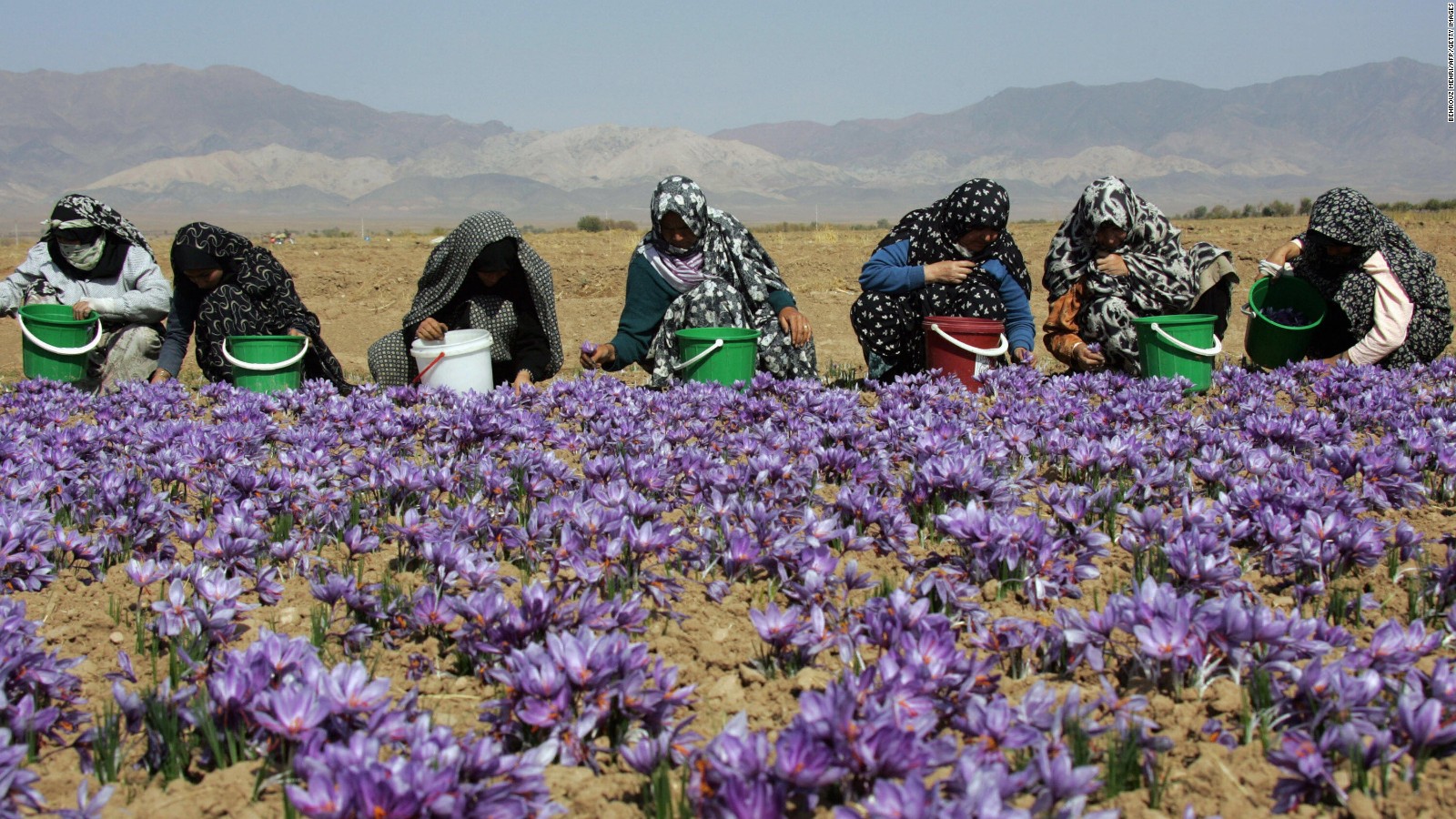 Iran's saffron traders thrive in isolation - CNN