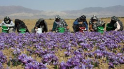 150804115415 iran saffron field hp video Iran Fast Facts | CNN