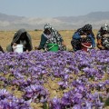 iran saffron field