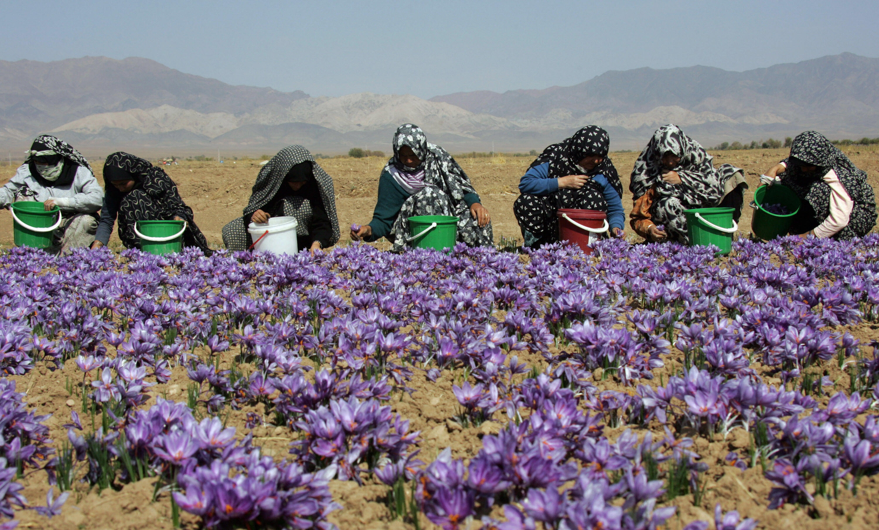 Iran S Saffron Traders Thrive In Isolation Cnn