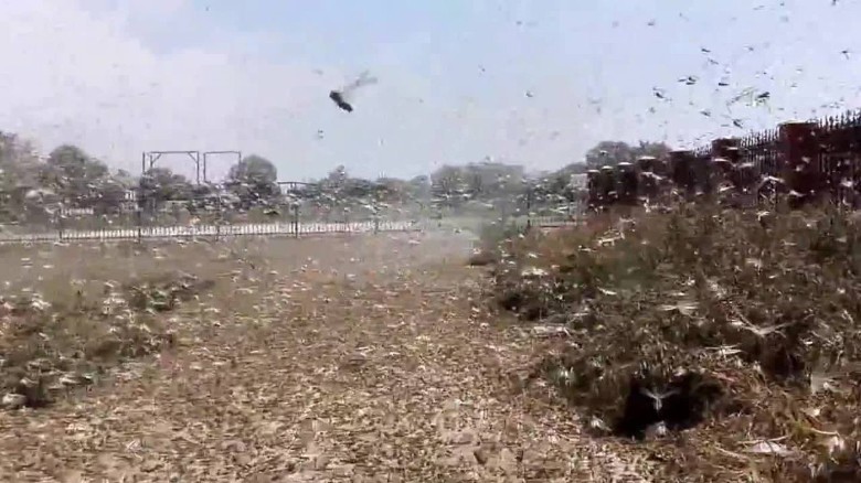 Russia locust invasion plague agriculture farmer pkg chance_00000611