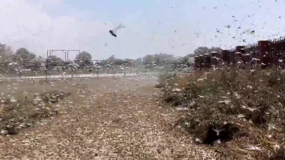 Locust plague devastating Russia CNN Video