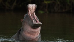 150805132917 hippopotamus hp video Malawi: Toddler dead, 23 others missing as hippo capsizes boat in Nsanje district