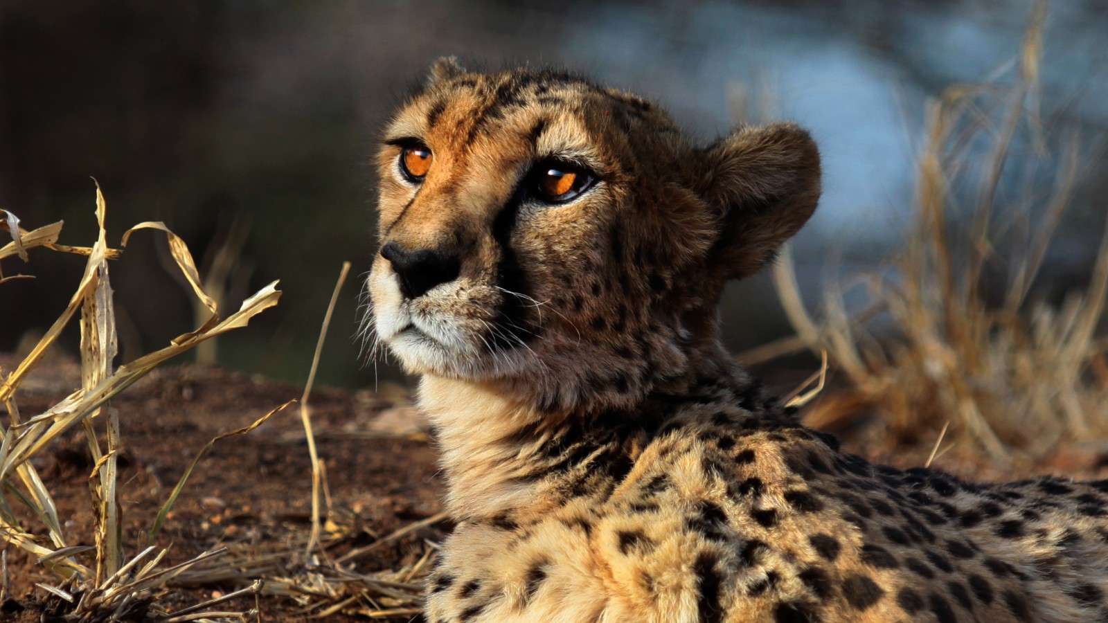 Cheetahs are racing toward extinction | CNN