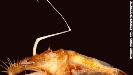 New scary-looking fish species comes from the ocean&#39;s dark depths