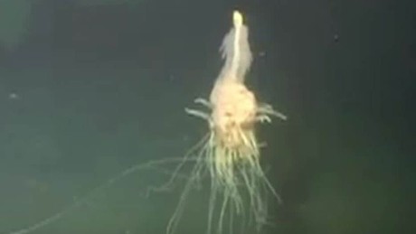 Rare 'flying spaghetti monster' caught on video - CNN Video