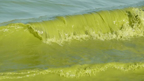 Record algae blooms make drinking water toxic