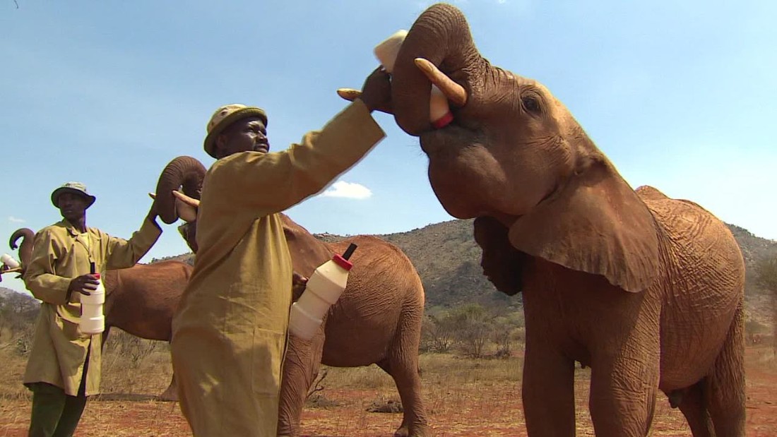 Teaching orphaned elephants to 'go wild' - CNN