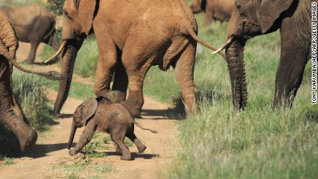 Elephant genes hold clues for fight against cancer, scientists say 