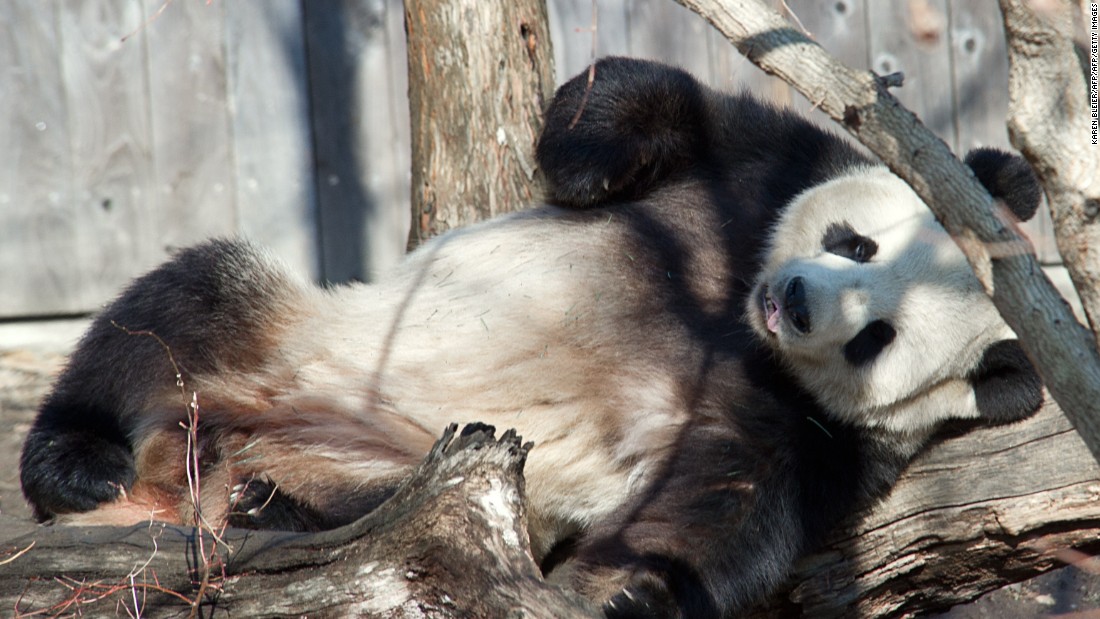 Panda hormone spike could be pregnancy, zoo says - CNN Politics