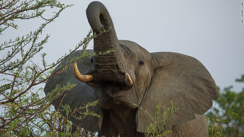 US to allow some imports of elephant trophies