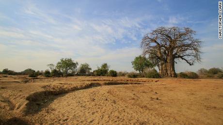 A baobab tree, Lower Zambezi in Zambia. 