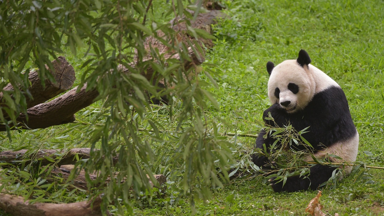 giant pandas at the smithsonian national zoo