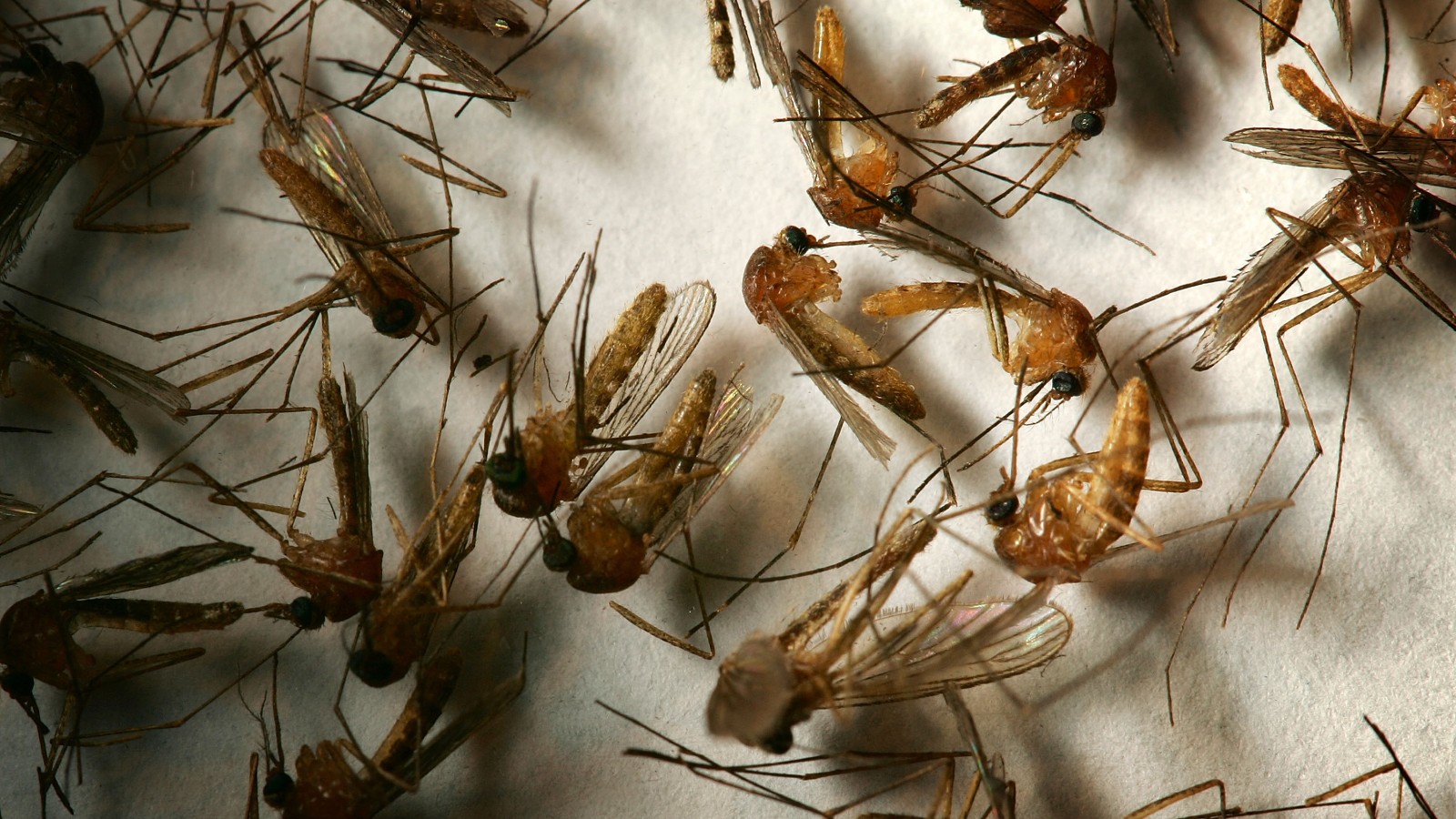 West Nile Virus Fast Facts