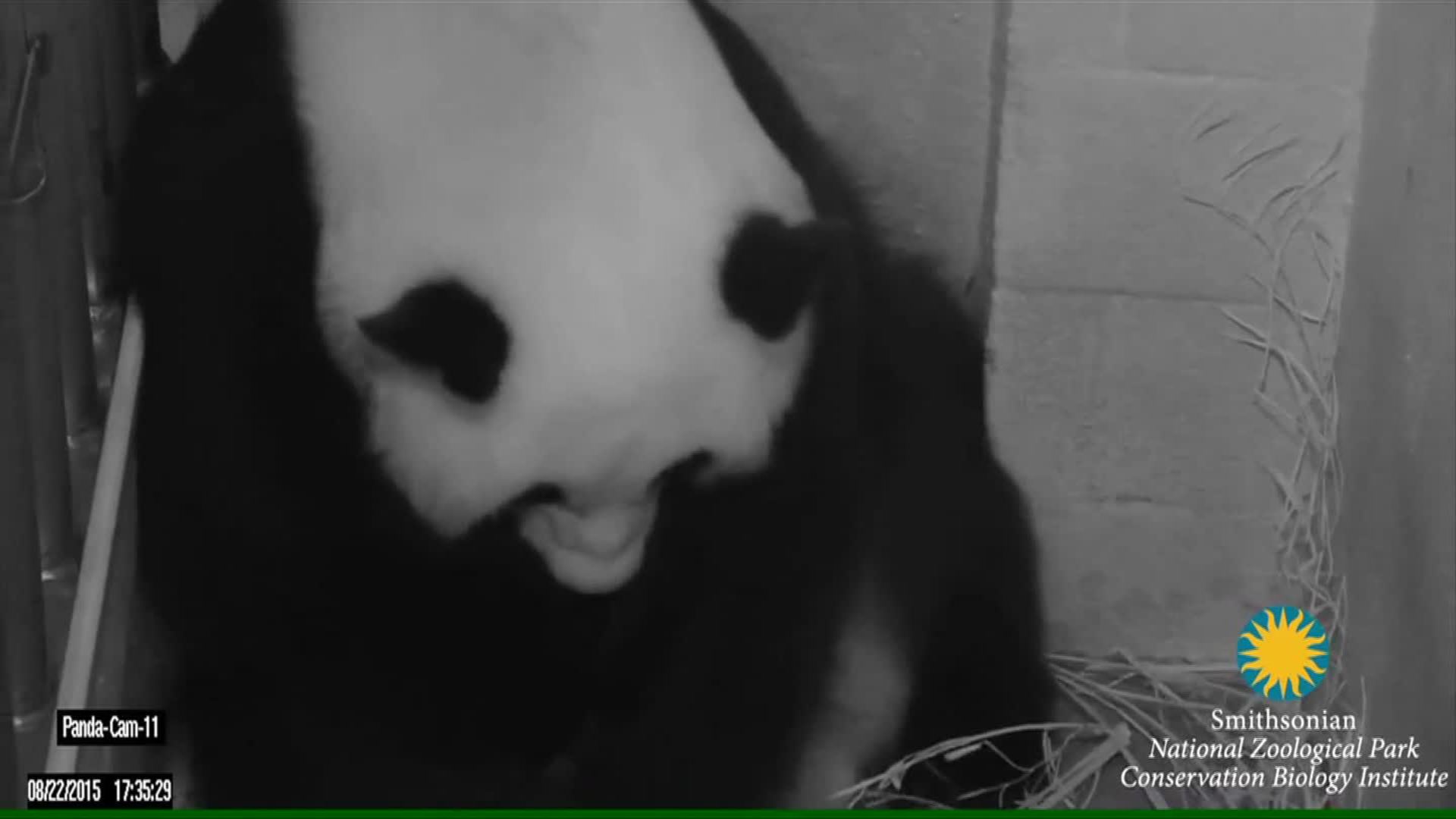 National Zoo Panda Gives Birth Cnn