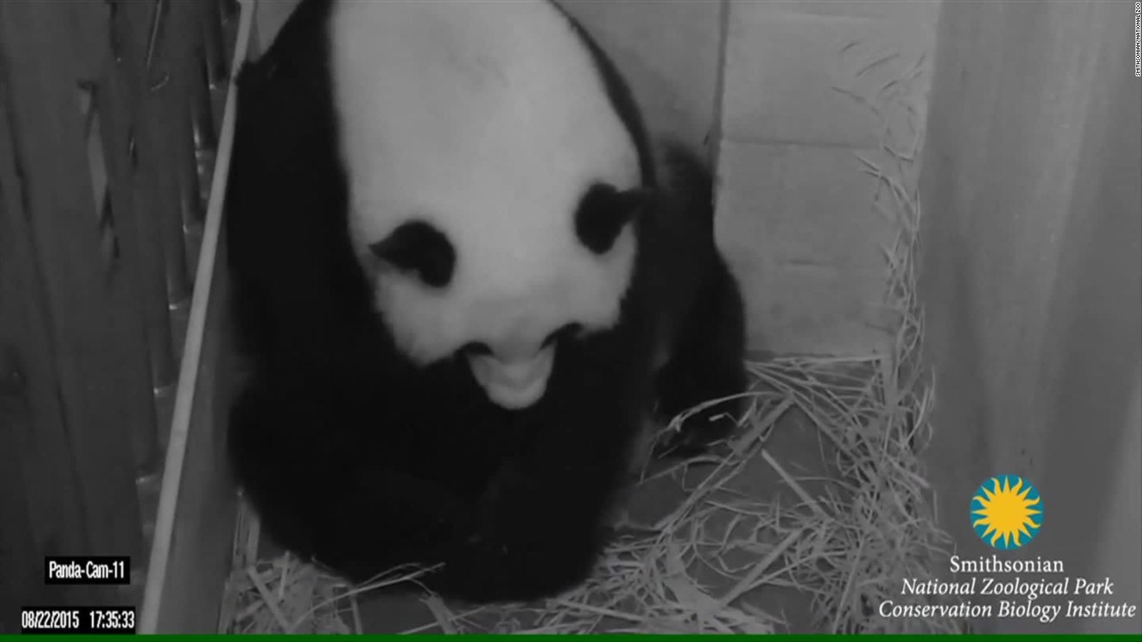 Panda gets frisky, breaks record - CNN Video