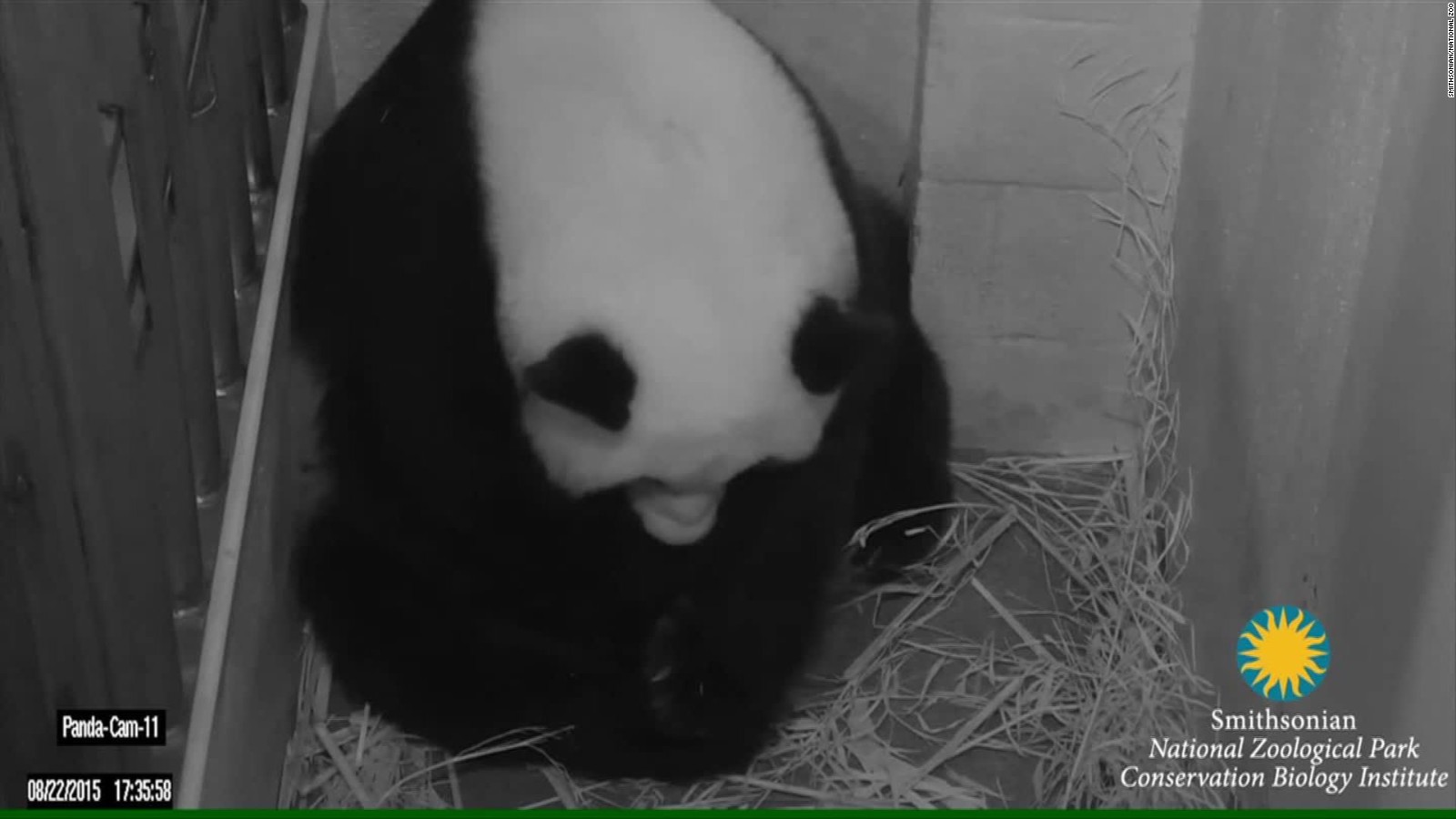 2 giant panda cubs born at National Zoo - CNN Video