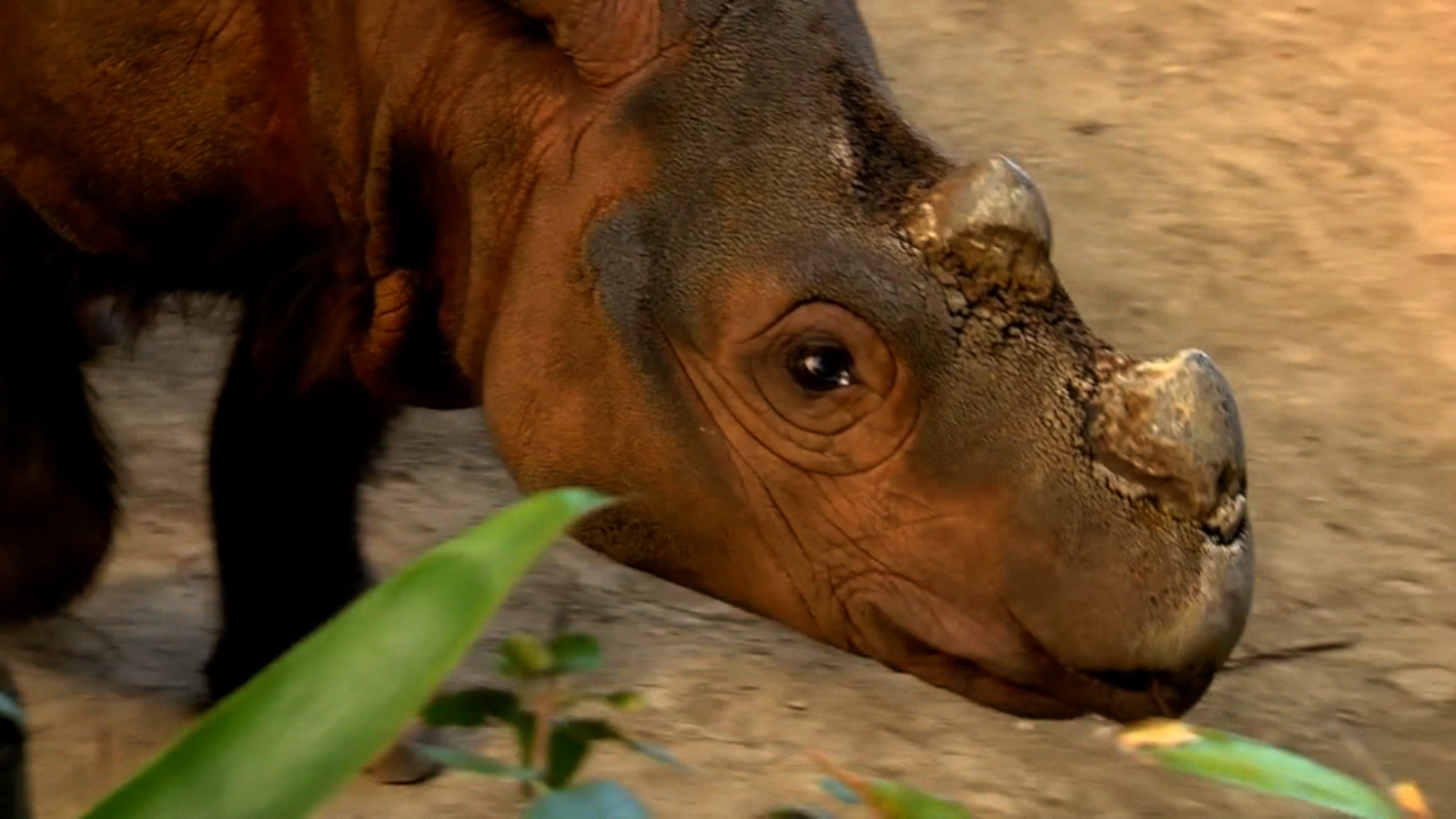 Last U.S. Sumatran rhino on mating mission - CNN Video