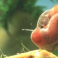 schistosomiasis snail