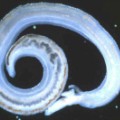 Schistosomiasis adult worm