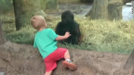 Baby gorilla plays peekaboo with boy