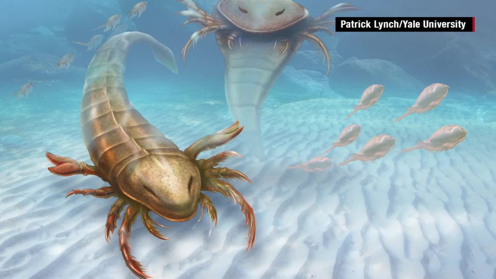 Giant prehistoric scorpion discovered - CNN Video