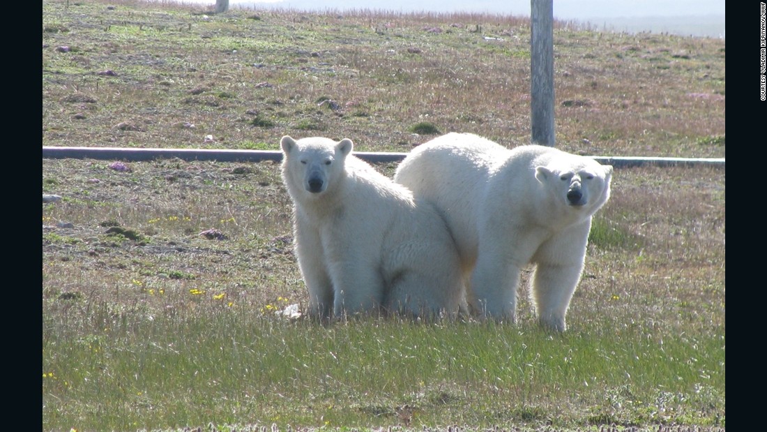 A group of polar bears has surrounded a team of Arctic researchers in a remote part of Russia, the WWF says. 