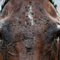winning post horse mud