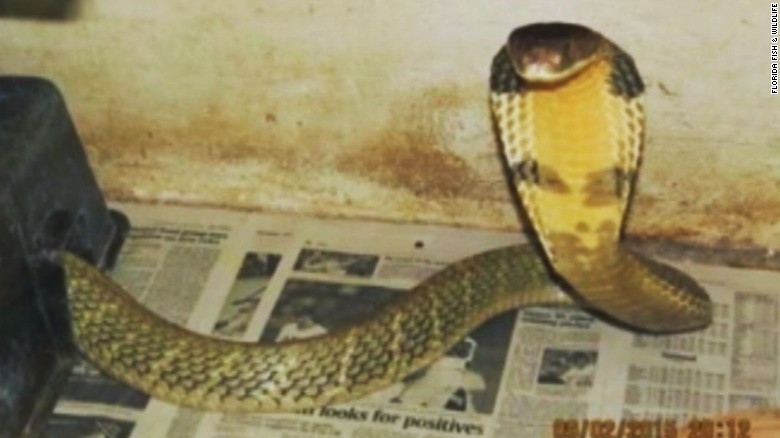 King Cobra Escapes From Owner In Orlando Florida Cnn