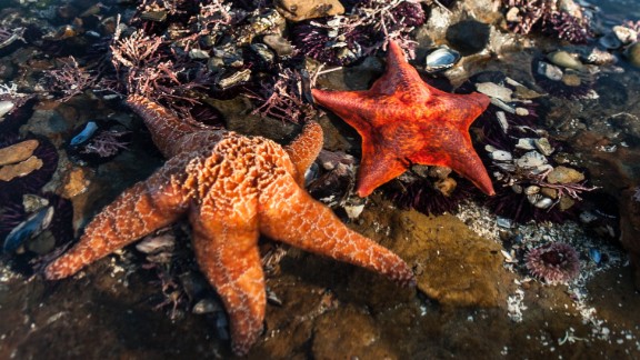 Starfish