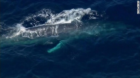 blue whale rescue california savidge vo nr_00001525.jpg