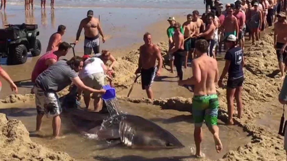 Bañistas ayudan a un tiburón varado en la arena - CNN Video